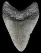 Megalodon Tooth - South Carolina #43026-2